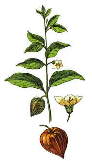 Physalis alkekengi (bladder cherry, Chinese lantern, Japanese-lantern, strawberry groundcherry, or winter cherry)