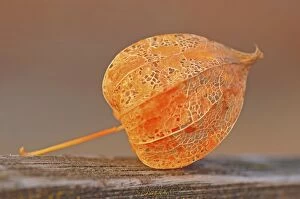 Images Dated 13th November 2011: Physalis, Cape gooseberry, Inca or Aztec berry -Physalis peruviana-