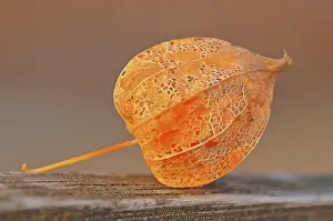 Physalis, Cape gooseberry, Inca or Aztec berry -Physalis peruviana-