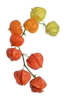 Prints of Physalis francetii fruits, also known as Chinese lanterns Blooming Beauty: Physalis Franchetii