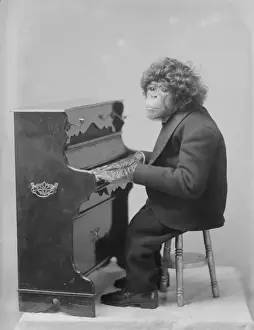 Piano Primate