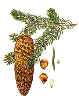 Norway Spruce Prints: Picea abies (Norway spruce)