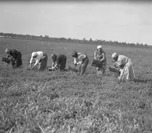 Pickers Scooping the Berries from the Bogs