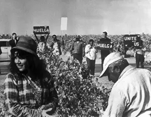 Delano Prints: Pickets Gathering by Grape Field