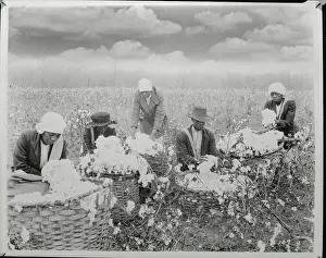 Cotton Prints: Picking Cotton on the Mississippi Delta
