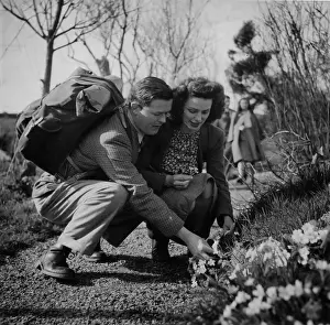 Picking Primroses