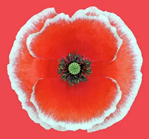 Images Dated 20th July 2018: Picotee Poppy
