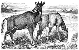 Picta Antelope or Nylgau (Portax pictus)