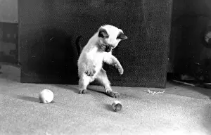 Landscape Animal Domestic Prints: Picture Post (1938 to 1957)