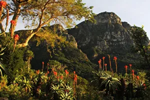 Images Dated 23rd June 2016: A picture taken in Kirstenbosch National Botanical Garden from Mathews Rockery, Cape Town
