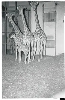 Giraffe Prints: Pictures of Giraffe