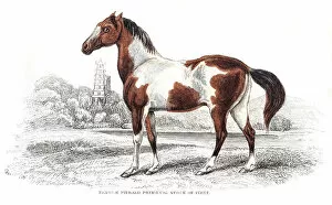 Images Dated 17th June 2015: Pieabald spottted horse 1841