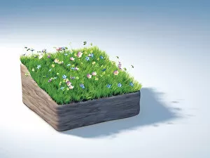 Piece of land with a flowering meadow, illustration