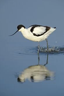 Images Dated 6th May 2013: Pied Avocet -Recurvirostra avosetta-, foraging for food, Wagejot Nature Reserve, Texel