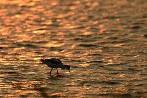 Images Dated 20th June 2012: Pied Avocet -Recurvirostra avosetta-, against the light at sunset, standing in water, Texel