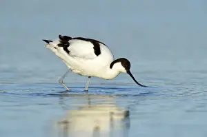 Netherlands Prints: Pied Avocet -Recurvirostra avosetta- foraging for food