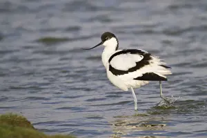 Texel Prints: Pied Avocet -Recurvirostra avosetta- standing in water, Texel, The Netherlands