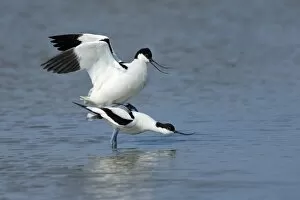 Images Dated 9th May 2013: Pied Avocets -Recurvirostra avosetta-, mating, Wagejot nature reserve, Texel, West Frisian Islands