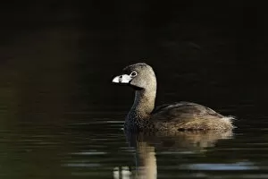 Images Dated 7th November 2017: Pied-billed Grebe