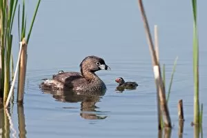 Images Dated 24th May 2010: Pied-billed Grebe with chicks