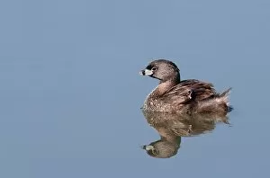 Pied-billed Grebe with chicks