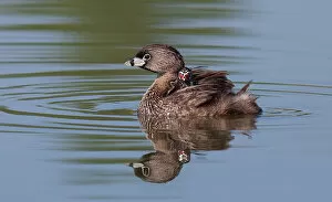 Images Dated 24th May 2010: Pied-billed Grebe with chicks