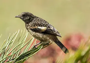 Pied Bushchat (Saxicola caprata)