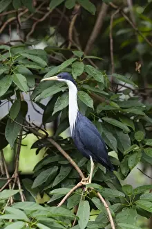 Ciconiiformes Prints: Pied Heron -Egretta Picata-, Queensland, Australia