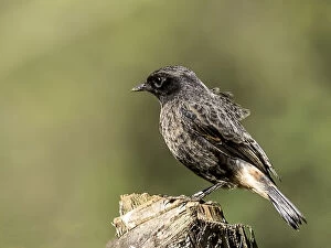 Images Dated 19th January 2013: Pied Indian Bushchat (Female)