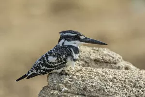 Images Dated 18th December 2012: Pied Kingfisher -Ceryle rudis-, Chambal River, Rajasthan, India