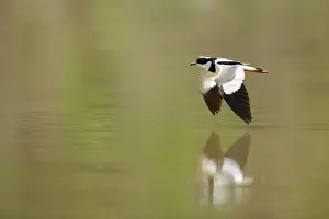 Pied Plover (Vanellus cayanus)