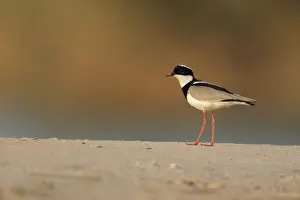 Pied Plover (Vanellus cayanus)