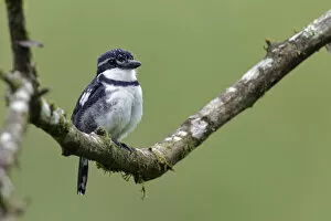 Images Dated 16th April 2017: Pied Puffbird