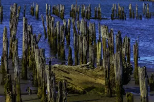 Wooden Gallery: Pier posts In Decay