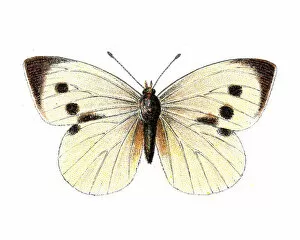 Natural World Collection: Pieris Brassicae, Large White Butterfly