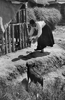 Korea Prints: Pig Feeding