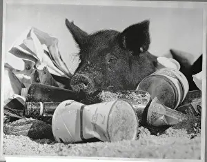 Waste Prints: Pig Sleeping on Garbage