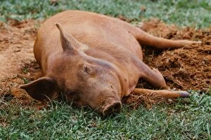 Images Dated 22nd September 2014: Pig sleeping on a grass in Vinales valley, Cuba