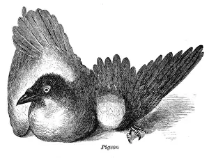 Pigeon dove engraving anatomy 1872