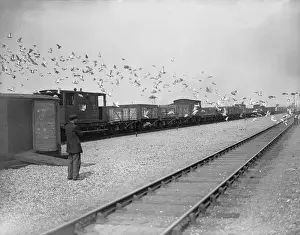 Prints of August 1928: Birds in flight during the Great pigeon race from Peterborough. (Photo by Fox Photos/Getty Images) Timeless Treasures: Iconic Black and White Prints from the Fox Photo Library: Pigeon Fancier