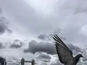 Images Dated 10th September 2017: A pigeon flying past London bridge