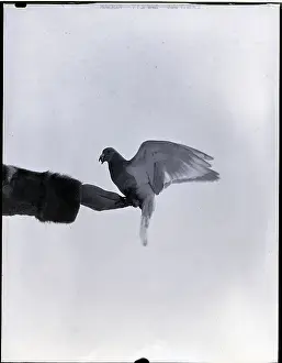 Pigeon Prints: Pigeon On Hand