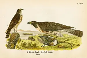Hawk Bird Prints: Pigeon hawk bird lithograph 1890