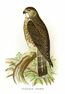 Hawk Bird Collection: Pigeon hawk lithograph 1897