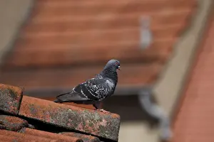 Dove Prints: Pigeon on a roof