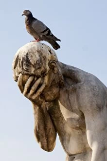 Pigeon standing on a statue in Jardin des Tuileries, Paris (France)