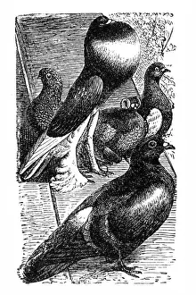 Spawning Prints: Pigeons