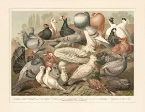 Images Dated 11th February 2019: Pigeons, chromolithograph, published in 1897