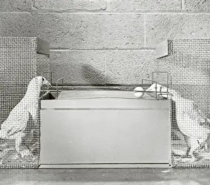 Cage Prints: Pigeons Playing Ball Game