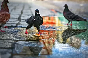 Images Dated 20th August 2008: Pigeons in puddle
